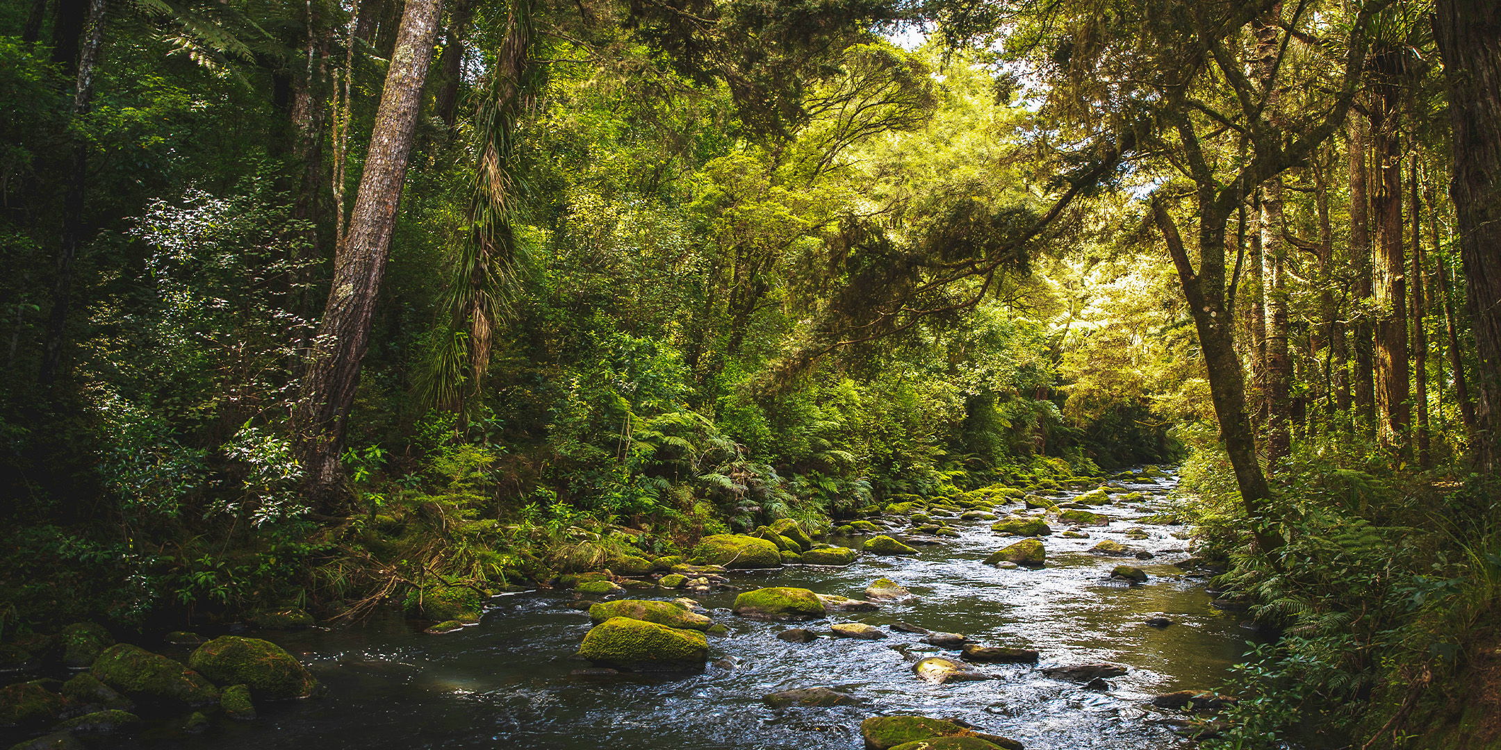 New Zealand Nature Credits