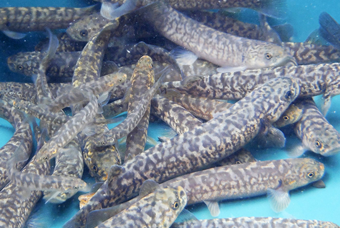 Does your project involve fish passage? Here’s what you need to know ...