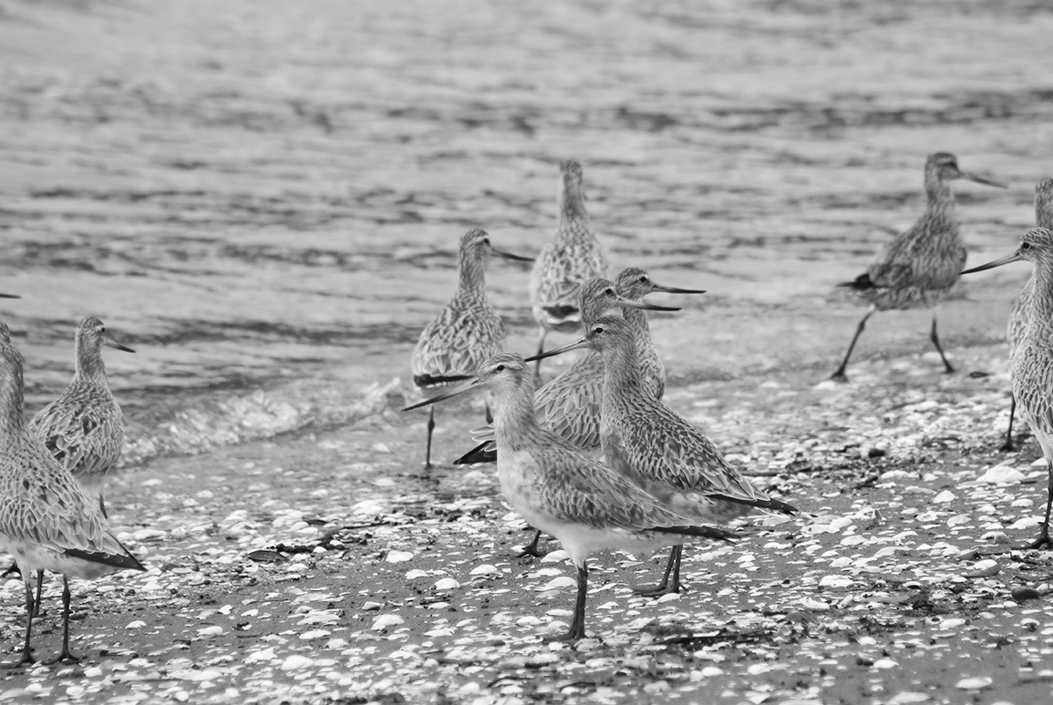 You Need to Know: Avian Influenza